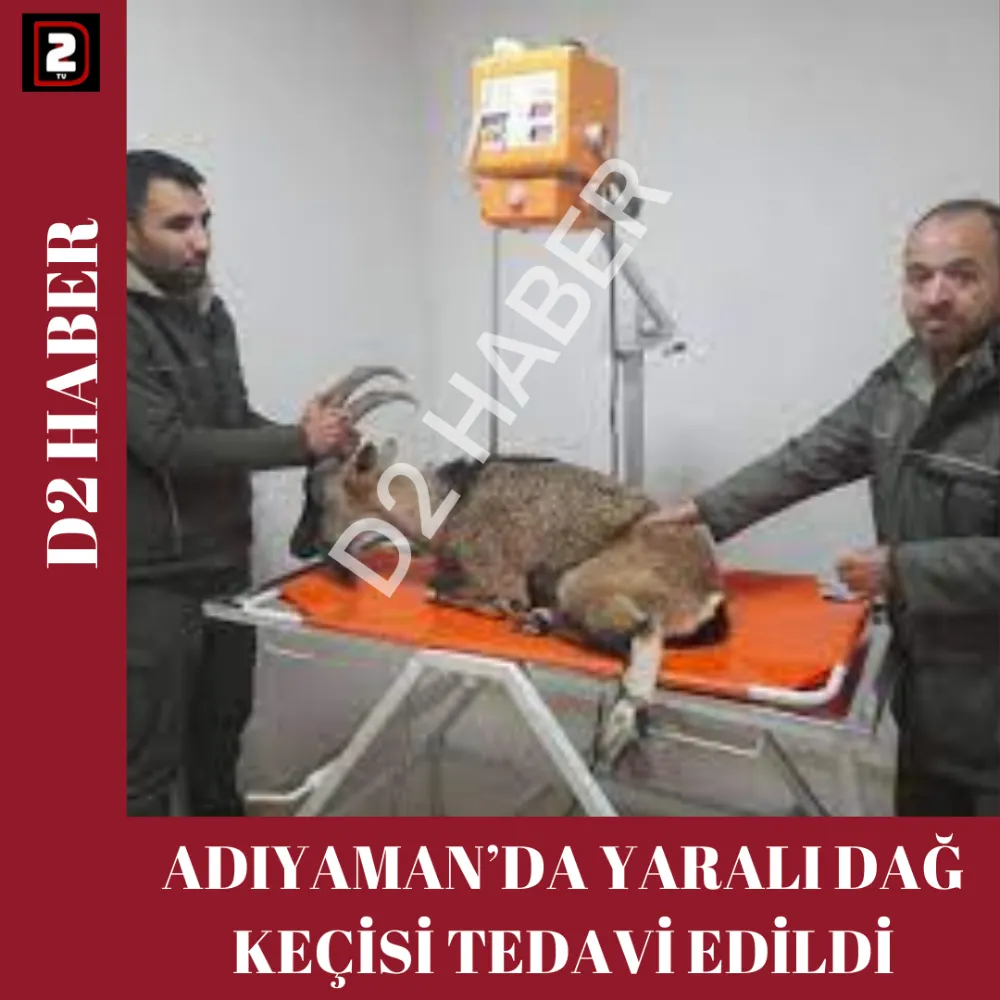 ADIYAMAN’DA YARALI DAĞ KEÇİSİ TEDAVİ EDİLDİ