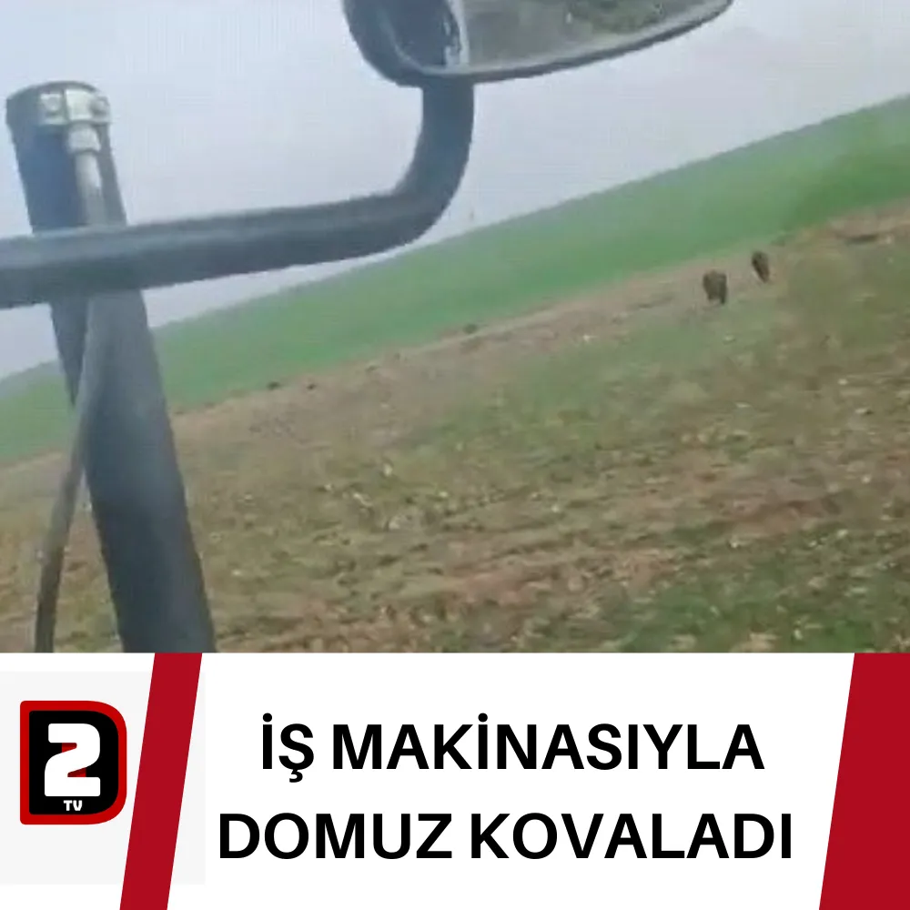  İŞ MAKİNASIYLA DOMUZ KOVALADI