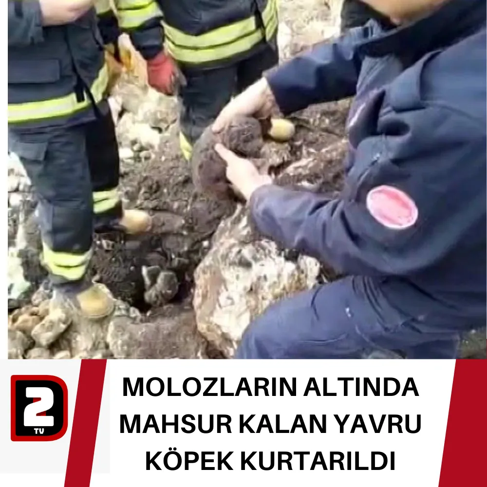 MOLOZLARIN ALTINDA MAHSUR KALAN YAVRU KÖPEK KURTARILDI