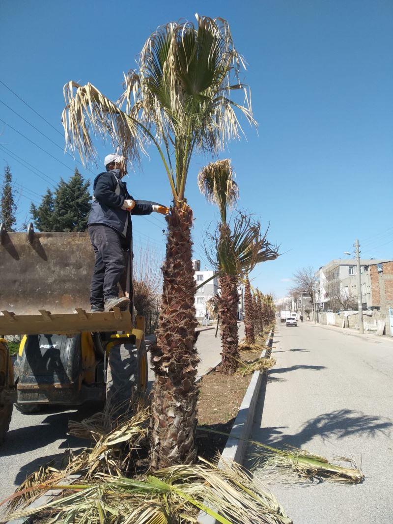 Ağaçlara Bahar Bakımı